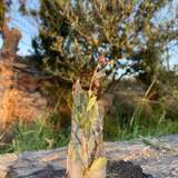The Mediterranean region is experiencing long periods of drought due to global warming. A dry olive branch is the reality we live in and the image the next generation will face in the fields if we don't change our habits now. If we want to send a message of change, we photograph the opposite scenario. A Mediterranean at risk from polar cold.